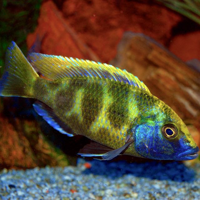 Nimbochromis venustus 4-5 cm
